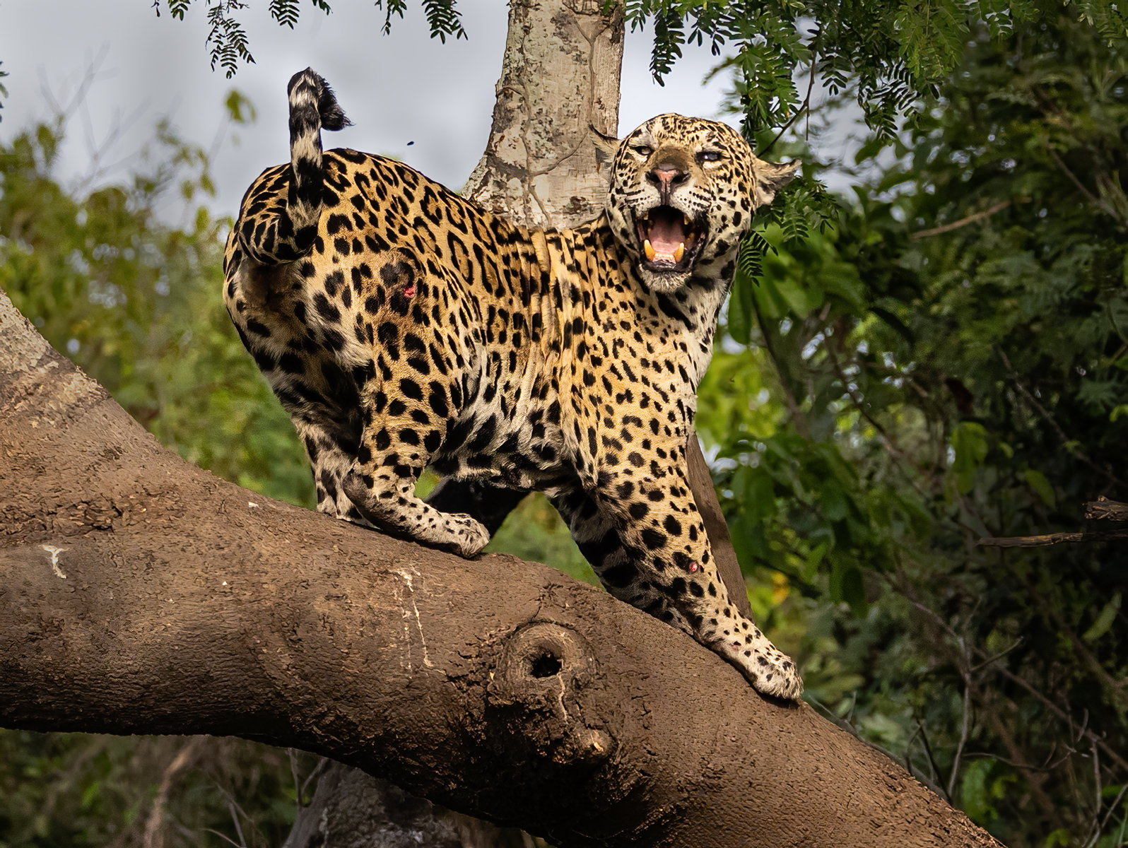 JAGUAR ANNOYED WITH INSECT by Marie-Laure Stone